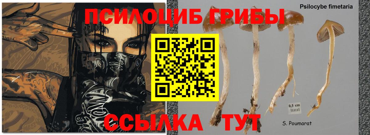 Галлюциногенные грибы Cubensis Бирск